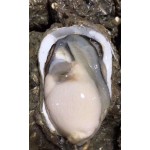 珍珠蚝  生蚝批发全壳新鲜牡蛎烧烤海蛎子原产地广东汫洲直邮