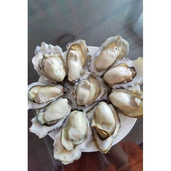 净化蚝  全壳三倍体精品乳山生蚝产地直发