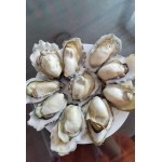 净化蚝  全壳三倍体精品乳山生蚝产地直发