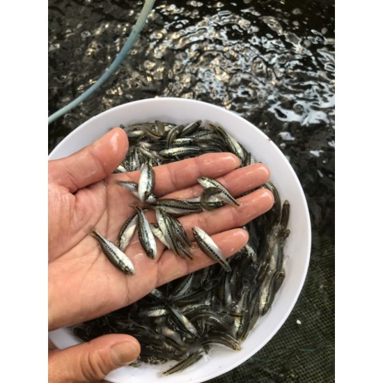 鱼场直供加州鲈鱼苗  鱼场批发加洲鲈鱼苗 。大口黑鲈鱼苗 。