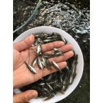 鱼场直供加州鲈鱼苗  鱼场批发加洲鲈鱼苗 。大口黑鲈鱼苗 。
