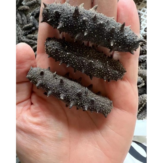 一手货源淡干辽参 海参干货泡发8倍