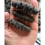 一手货源淡干辽参 海参干货泡发8倍
