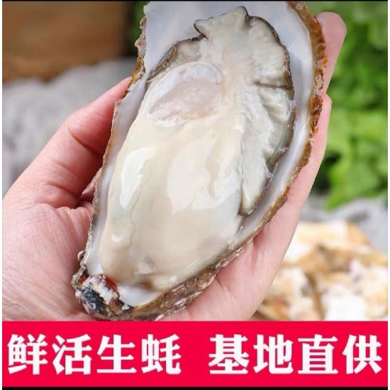 【乳山生蚝】产地一手货源厂家批发！！乳山牡蛎 净化乳山生蚝
