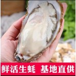 【乳山生蚝】产地一手货源厂家批发！！乳山牡蛎 净化乳山生蚝