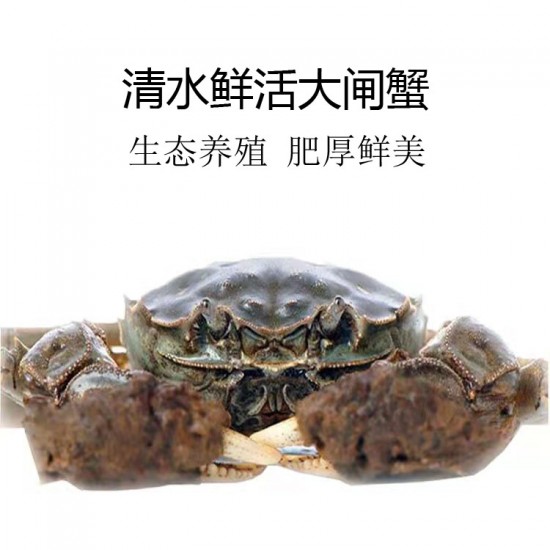 【推荐】湖北洪湖大闸蟹养殖批发公蟹母蟹规格齐全 塘口大量出货