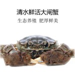 【推荐】湖北洪湖大闸蟹养殖批发公蟹母蟹规格齐全 塘口大量出货