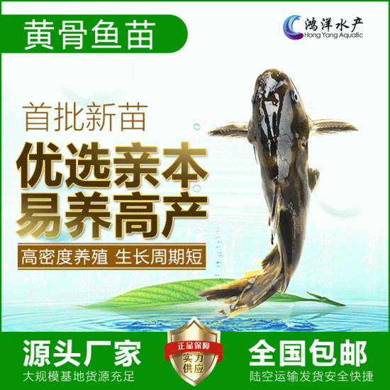 源头直供杂交黄骨鱼苗黄颡鱼苗黄骨水花黄辣丁现货包邮