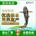 源头直供杂交黄骨鱼苗黄颡鱼苗黄骨水花黄辣丁现货包邮