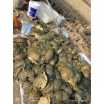 外塘黄甲鱼，塘口现货，精品无伤，可直接放养