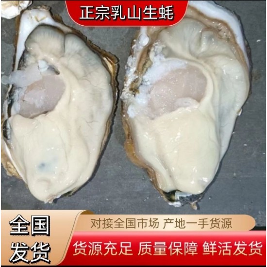 【乳山生蚝】源头厂家批发 乳山牡蛎 净化蚝 二倍体三倍体生蚝