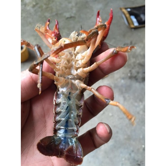 【精选】湖北洪湖市鲜活小龙虾小中大全规格分拣，地板干净基地大