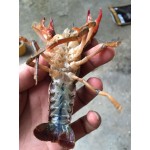 【精选】湖北洪湖市鲜活小龙虾小中大全规格分拣，地板干净基地大