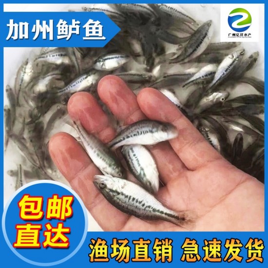 鲈鱼苗 训料鲈鱼苗 加州鲈鱼苗水花 基地直批 支持送货