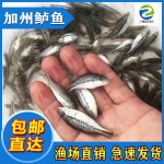 鲈鱼苗 训料鲈鱼苗 加州鲈鱼苗水花 基地直批 支持送货