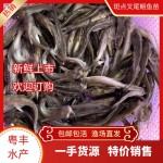 优质斑点叉尾鮰鱼苗 湖北叉尾鱼苗供应 渔场直供