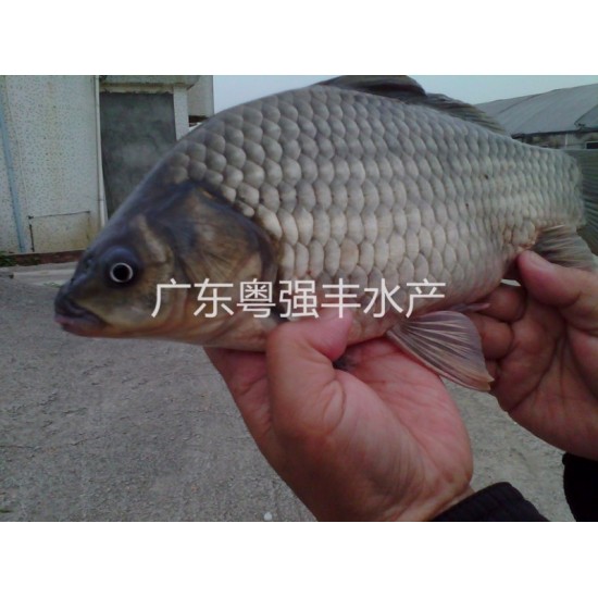 优质工程鲫鱼苗出售，三倍体鲫鱼湘云鲫鱼苗批发