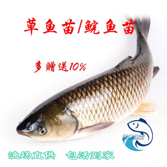 草鱼苗|白鲩鱼苗|脆肉鲩鱼苗|白鲢花鲢鱼苗|四大家鱼