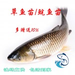 草鱼苗|白鲩鱼苗|脆肉鲩鱼苗|白鲢花鲢鱼苗|四大家鱼