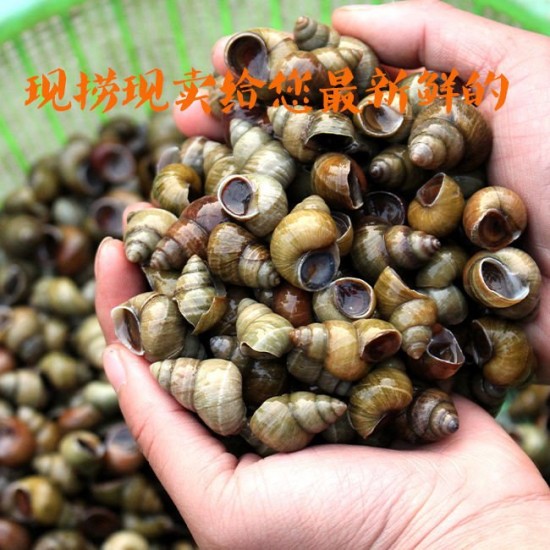 湖北黄冈水产田螺红皮薄石螺靓货新鲜螺丝螺蛳1.6以上160斤