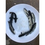青鱼苗 出售，黑鲩鱼苗供应  螺丝青鱼批发