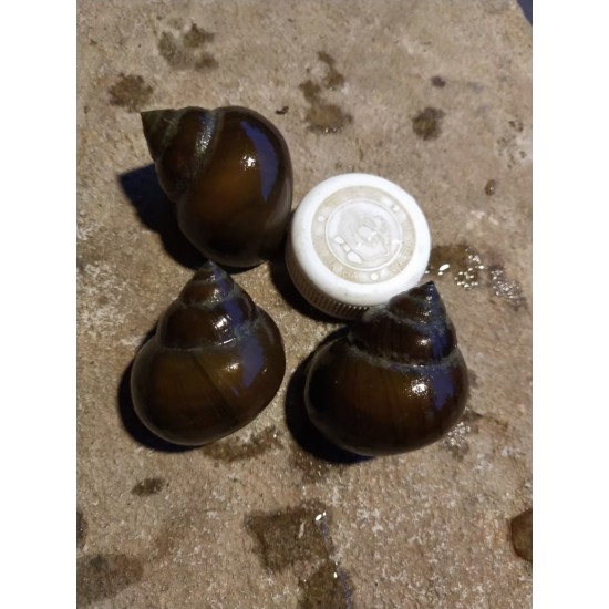 田螺  各种规格大量有货，欢迎咨询。