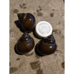 田螺  各种规格大量有货，欢迎咨询。