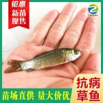 草鱼苗 8-10厘米抗病毒草鱼苗 生长快 已打疫苗 脆肉鲩鱼