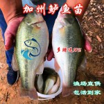 鲈鱼苗|加州鲈鱼苗|淡水优鲈鱼|大口黑鲈路鱼苗