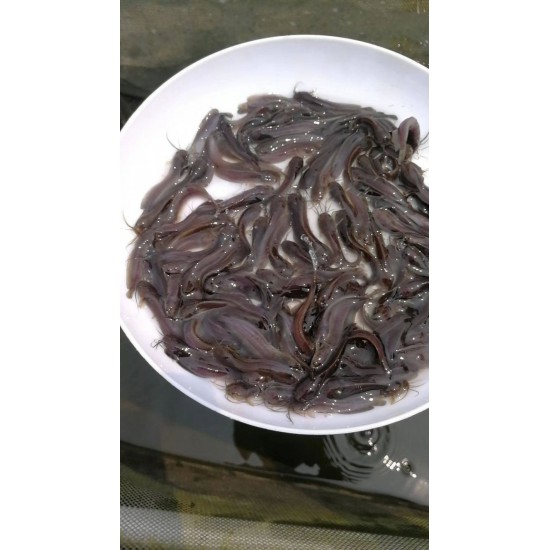 本地塘鲺鱼苗 塘角鱼 鱼苗养殖基地直供