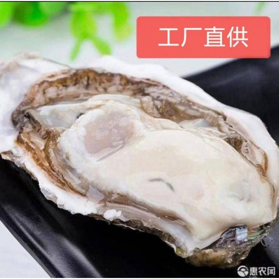 【精品乳山生蚝】三倍体生蚝，自有养殖和工厂，支持代发和批发