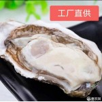 【精品乳山生蚝】三倍体生蚝，自有养殖和工厂，支持代发和批发