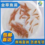 金草鱼苗  俄罗斯 赤目金草鱼 基地直销 包邮直达