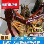 湖北潜江小龙虾456中红，6789炮头硬规格底板干净饱满