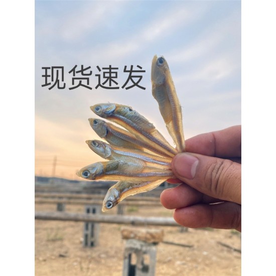 公鱼干  淡晒小鱼干白凡鱼海燕鱼 量大从优 跑江湖摆地摊热卖