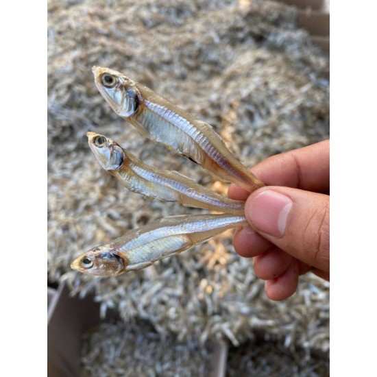 【店家推荐】 淡晒白凡鱼银鱼仔海燕鱼摆地摊热卖产品 量大从优